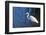 Lake Murray, San Diego, California. Great Egret with Crayfish Catch-Michael Qualls-Framed Photographic Print