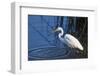 Lake Murray, San Diego, California. Great Egret with Crayfish Catch-Michael Qualls-Framed Photographic Print