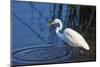 Lake Murray, San Diego, California. Great Egret with Crayfish Catch-Michael Qualls-Mounted Photographic Print