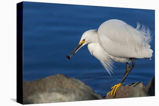 Lake Murray, San Diego, California. Shoreside Snowy Egret with Catch-Michael Qualls-Stretched Canvas