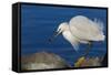 Lake Murray, San Diego, California. Shoreside Snowy Egret with Catch-Michael Qualls-Framed Stretched Canvas