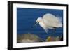 Lake Murray, San Diego, California. Shoreside Snowy Egret with Catch-Michael Qualls-Framed Photographic Print