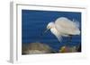 Lake Murray, San Diego, California. Shoreside Snowy Egret with Catch-Michael Qualls-Framed Photographic Print