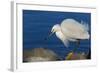 Lake Murray, San Diego, California. Shoreside Snowy Egret with Catch-Michael Qualls-Framed Photographic Print