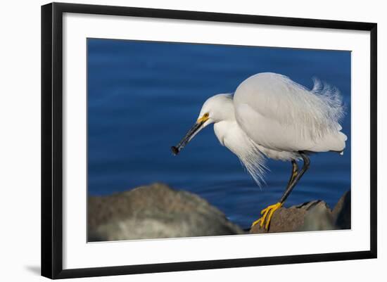 Lake Murray, San Diego, California. Shoreside Snowy Egret with Catch-Michael Qualls-Framed Photographic Print