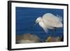 Lake Murray, San Diego, California. Shoreside Snowy Egret with Catch-Michael Qualls-Framed Photographic Print