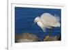 Lake Murray, San Diego, California. Shoreside Snowy Egret with Catch-Michael Qualls-Framed Photographic Print