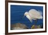 Lake Murray, San Diego, California. Shoreside Snowy Egret with Catch-Michael Qualls-Framed Photographic Print