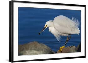 Lake Murray, San Diego, California. Shoreside Snowy Egret with Catch-Michael Qualls-Framed Photographic Print