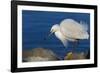 Lake Murray, San Diego, California. Shoreside Snowy Egret with Catch-Michael Qualls-Framed Photographic Print