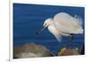 Lake Murray, San Diego, California. Shoreside Snowy Egret with Catch-Michael Qualls-Framed Photographic Print