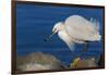 Lake Murray, San Diego, California. Shoreside Snowy Egret with Catch-Michael Qualls-Framed Premium Photographic Print