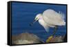 Lake Murray, San Diego, California. Shoreside Snowy Egret with Catch-Michael Qualls-Framed Stretched Canvas