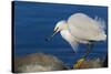 Lake Murray, San Diego, California. Shoreside Snowy Egret with Catch-Michael Qualls-Stretched Canvas