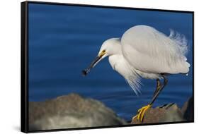 Lake Murray, San Diego, California. Shoreside Snowy Egret with Catch-Michael Qualls-Framed Stretched Canvas