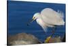 Lake Murray, San Diego, California. Shoreside Snowy Egret with Catch-Michael Qualls-Stretched Canvas