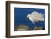 Lake Murray, San Diego, California. Shoreside Snowy Egret with Catch-Michael Qualls-Framed Photographic Print