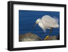 Lake Murray, San Diego, California. Shoreside Snowy Egret with Catch-Michael Qualls-Framed Photographic Print