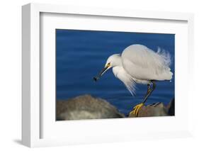 Lake Murray, San Diego, California. Shoreside Snowy Egret with Catch-Michael Qualls-Framed Photographic Print