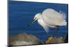 Lake Murray, San Diego, California. Shoreside Snowy Egret with Catch-Michael Qualls-Mounted Photographic Print