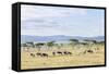 Lake Naivasha and Crescent Island Game Park, Naivasha, Kenya-Martin Zwick-Framed Stretched Canvas