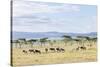 Lake Naivasha and Crescent Island Game Park, Naivasha, Kenya-Martin Zwick-Stretched Canvas