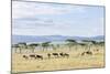 Lake Naivasha and Crescent Island Game Park, Naivasha, Kenya-Martin Zwick-Mounted Photographic Print