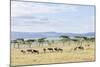 Lake Naivasha and Crescent Island Game Park, Naivasha, Kenya-Martin Zwick-Mounted Photographic Print