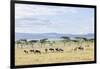 Lake Naivasha and Crescent Island Game Park, Naivasha, Kenya-Martin Zwick-Framed Photographic Print