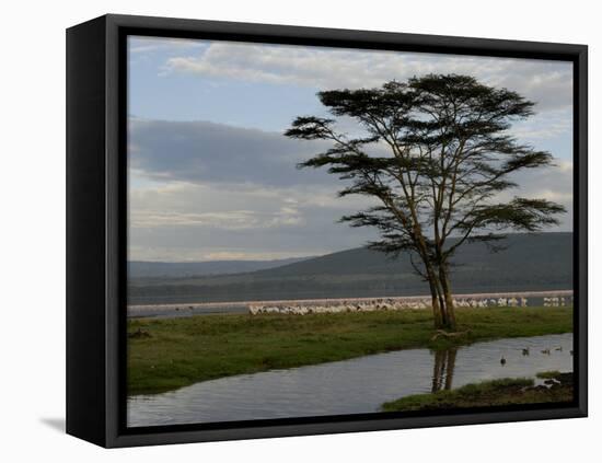 Lake Nakuru National Park, Kenya, East Africa, Africa-Groenendijk Peter-Framed Stretched Canvas