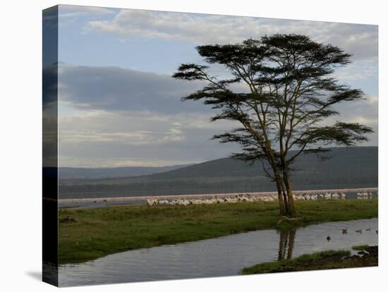 Lake Nakuru National Park, Kenya, East Africa, Africa-Groenendijk Peter-Stretched Canvas