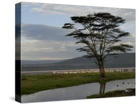 Lake Nakuru National Park, Kenya, East Africa, Africa-Groenendijk Peter-Stretched Canvas