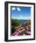 Lake of Bolsena, View from Capodimonte, Viterbo, Lazio, Italy, Europe-Tondini Nico-Framed Photographic Print