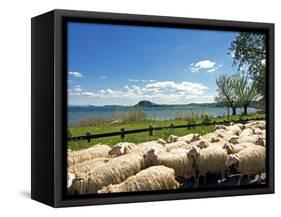 Lake of Bolsena, View from San Magno Area, Viterbo, Latium, Italy-Nico Tondini-Framed Stretched Canvas