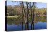 Lake Rebecca Floodplain and Forest-jrferrermn-Stretched Canvas