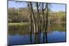 Lake Rebecca Floodplain and Forest-jrferrermn-Mounted Photographic Print