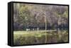 Lake Rebecca Park Fishing Pier and Forest-jrferrermn-Framed Stretched Canvas