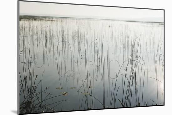 Lake Reeds - Scattered-Mike Toy-Mounted Giclee Print