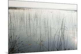 Lake Reeds - Scattered-Mike Toy-Mounted Giclee Print