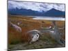 Lake Roca, Calafate Roca National Reserve, Patagonia, Argentina, South America-Derek Furlong-Mounted Photographic Print