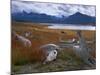 Lake Roca, Calafate Roca National Reserve, Patagonia, Argentina, South America-Derek Furlong-Mounted Photographic Print