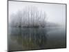 Lake, Shore, Wood, Water Surface, Reflexion, Hoarfrost, Winter-Roland T.-Mounted Photographic Print