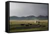 Lake Song-Kol, Kyrgyzstan, Central Asia-Eitan Simanor-Framed Stretched Canvas