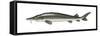 Lake Sturgeon (Acipenser Fulvescens), Fishes-Encyclopaedia Britannica-Framed Stretched Canvas