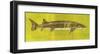 Lake Sturgeon-John Golden-Framed Art Print