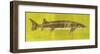 Lake Sturgeon-John Golden-Framed Art Print