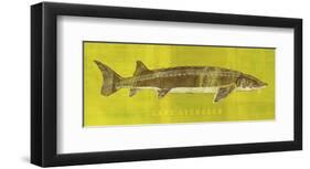 Lake Sturgeon-John W^ Golden-Framed Art Print