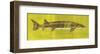 Lake Sturgeon-John W^ Golden-Framed Art Print