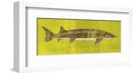 Lake Sturgeon-John W^ Golden-Framed Art Print