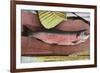 Lake Tahoe, California - Caught Lake Tahoe 5 Pound Trout-Lantern Press-Framed Premium Giclee Print